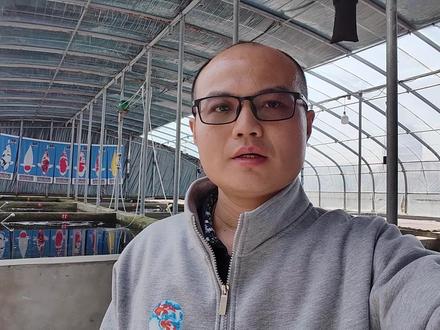 锦鲤鱼池使用高锰酸钾杀菌的方法,保姆级详细讲解,值得收藏! #锦鲤鱼池 #鱼池过滤 #水族 #观赏鱼 #锦鲤