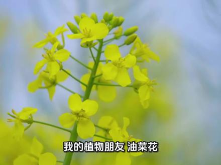 三年级我的植物朋友写作