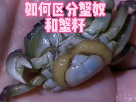 如何区分蟹籽和蟹奴 #蟹奴 #蟹籽