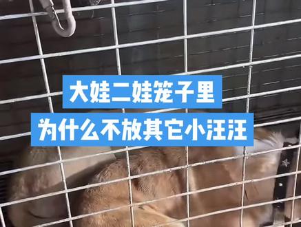 #西北刀客大娃二娃 雨哥解释为什么大娃二娃笼子里只能放小母狗 🍎