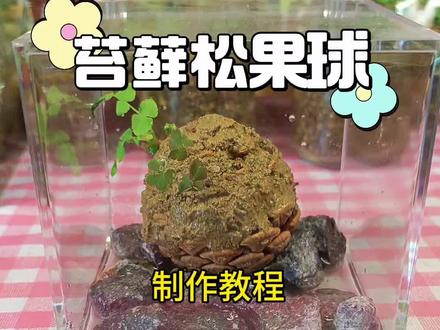 苔藓松果球手把手制作教程!他来啦!#野采苔藓 #挖苔藓 #苔藓微景观 #苔藓松果球 #真实生活分享计划