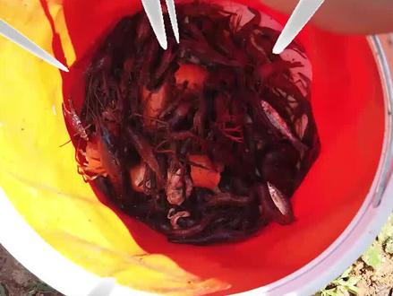 一网收获100多只大河虾,香肠诱饵超级给力,比鸽子蛋还大的田螺#生活 #户外 #河虾
