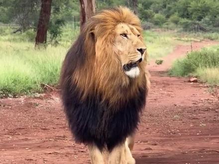 这20种动物的叫声,你都听过哪几种?#动物叫声 #动物 #自然界动物 #危险行为请勿模仿