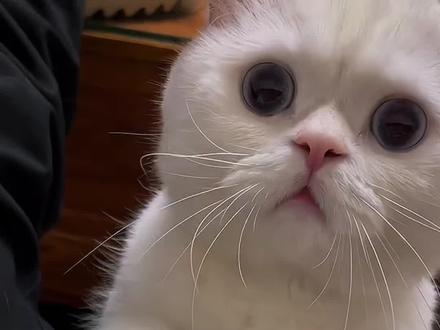 猫咪找你有事的十个表现 #猫咪#新手养猫#养猫攻略#养猫经验分享#科学养宠攻略