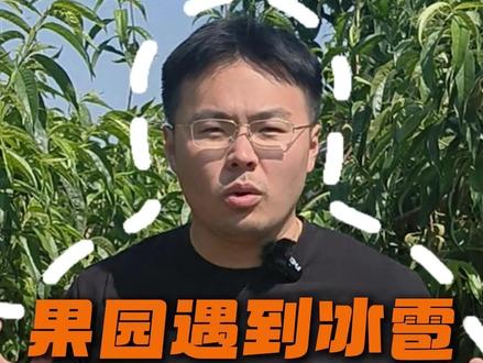 果园遇到冰雹怎么办?如何补救 #果园管理 #果园冰雹 #桃树管理