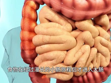 食物的消化过程,科普动画! #食物 #涨知识