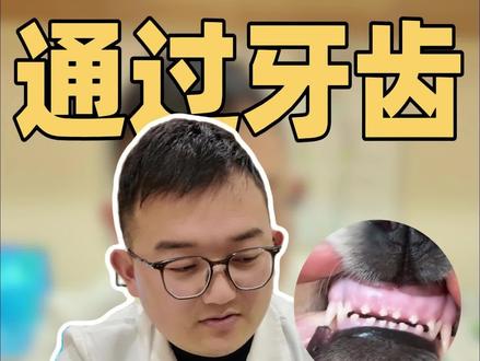 不知道狗狗多大年龄,就看它的牙
#宠物口腔 #宠物换牙 #宠物知识 #宠物 #宠物磨牙