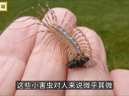 看着很吓人,却是益虫,小时候经常看到 #科普 #知识前沿派对 #动物的迷惑行为 #神奇生物在哪里