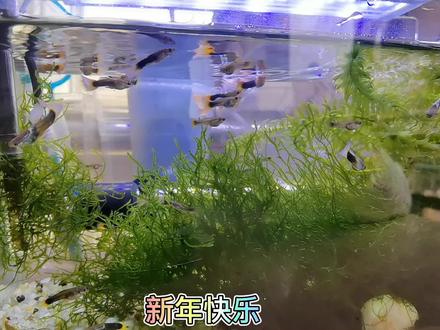 新手水草蜈蚣草烂叶发黄原因找到啦!都是粗心换水惹的祸!