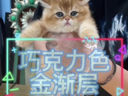 巧克力色金渐层弟弟 三口一只#广州猫舍 #猫 #金渐层 #巧克力色金渐层