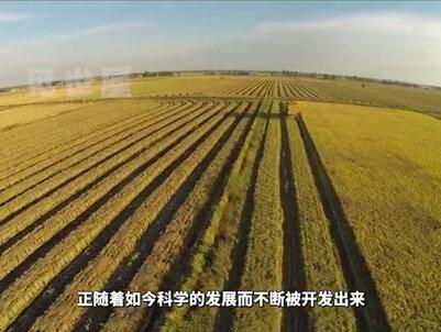 比砒霜还毒的木薯,为什么会是全球几亿人的救命口粮? #科普一下