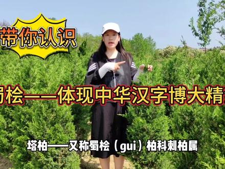 蜀桧——中华汉字的博大精深,从多音字同音字,就能让我们感觉到 #蜀桧 #中华汉字博大精深 #中国汉字 #塔柏 #三农流量扶持计划