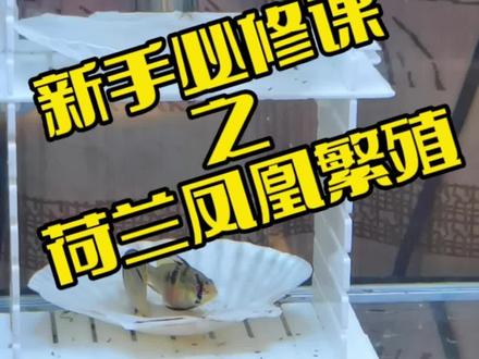 记录第一次荷兰凤凰繁殖#观赏鱼 #新手养鱼 #鱼苗 #养殖