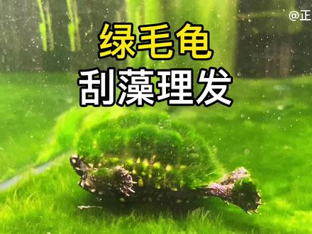 怎么给绿毛龟去除绿藻呢?乌龟龟壳有绿藻是不是对龟的健康有害? @DOU+小助手