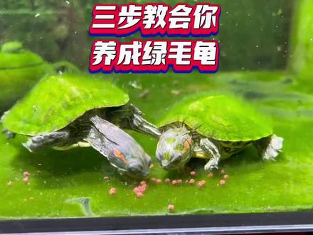 教你们如何养绿毛龟#绿毛龟 #龟龟🐢