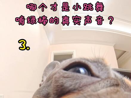 那个是狗狗吃绿棒棒真实声音?? #宠物吃播 #万物可爱计划 #狗狗的心思都写在脸上了 #今天是小满 #影石Insta360