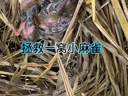 家里发现一窝小麻雀#麻雀 #农村生活 #梁小猜