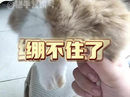 功德和笑点在打架#宠物#兔子#抽象#万万没想到