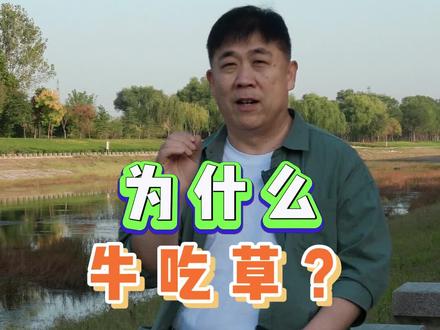 为什么牛吃草?#养殖#农村养牛 #饲料