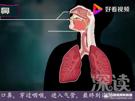 人体的呼吸过程 教科版四年级上册科学教材同步实验内容,呼吸与消化 #科学 #医学科普 #教科版四年级科学上册 #生物 人体的呼吸过程