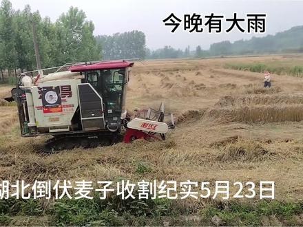 湖北倒伏麦子收割纪实5月23日今晚有大雨 #湖北
#襄阳
#河南