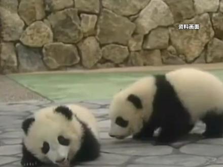 日本马上要没有大熊猫, 最后两只旅日大熊猫即将回国 #热点 #热点新闻事件 #日本 #大熊猫