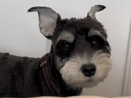 你知道你的狗一天到晚在想什么吗?#雪纳瑞 #小狗狗能有什么坏心思