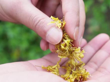 石斛花的食用方法#泡水喝 #石斛花 #营养价值 #知识分享
