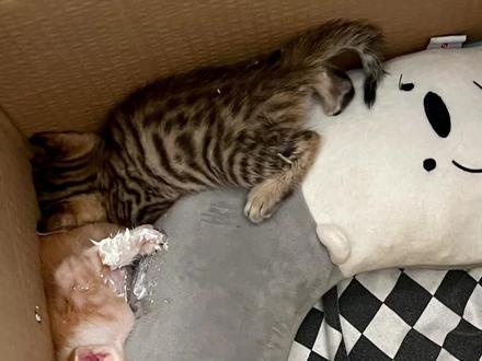 小崽崽们差点被我喂噶了!!!#小奶猫 #记录猫咪日常 #萌宠出道计划 #我和我的猫 #流浪猫