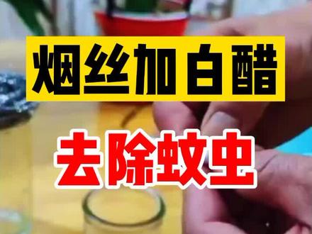 烟丝加白醋,蚊虫不见了#家庭养花