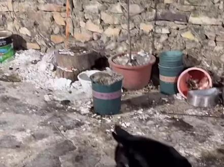 不要买黄牛的帆布包 25号就有库存了 军粮好宠粉啊 跨年夜也会直播 (厨师长🧑🍳终于忍不住在摄像头前摸莲梅了)#骏良 #骏良直播 #莲梅 #骏良周边 #骏良帆布包