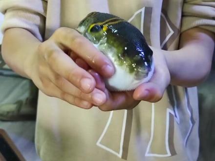 还是活不过一周,河豚鱼属于淡咸水交界鱼,纯淡水似乎养不好#鱼缸里的大自然