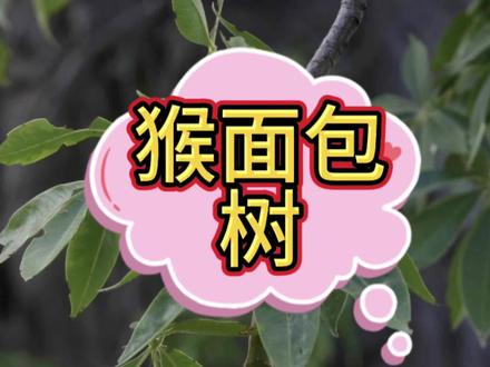 非洲猴面包树:寿命能达5000年,能吃能喝还能住,一棵树养活一家人,难怪非洲人懒。#植物科普 #猴面包树