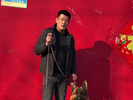 本部展青年三狼王多戈优秀直子【阿瑟】,母亲犬狼王兰博优秀直女!#德牧#德国牧羊犬 #赛级德牧