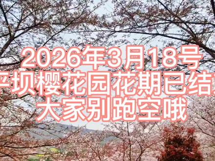 2026平坝.黄腊樱花园,樱花已经没花了,大家别跑空了#樱花季 #平坝樱花 #贵安樱花园 #黄腊樱花