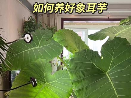 象耳芋的养护,怎么能让象耳芋叶子大 象耳芋种植一定用青山根天南星科土种,大水大肥多光照,施肥用豆粕肥,一定能养的特别好#象耳芋#象耳芋小苗 #象耳芋盆栽 #室内绿植推荐 #养花小知识