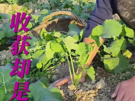 明明种的是菜,结果悟的却是人生#万万没想到 #种菜 #种地悟道 #人生感悟 #情感共鸣