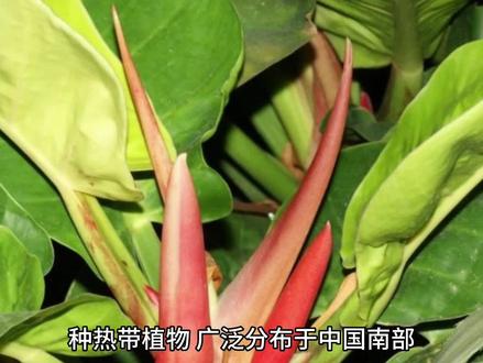 红苞喜林芋养殖技术