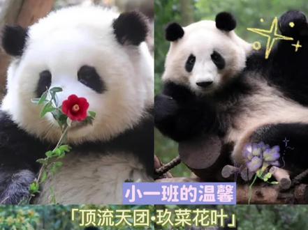 熊猫界🐼的顶流天团“玖菜花叶”分班了,曾经它们的快乐时光,我们一直会记得。成长就是一次又一次的分离,好希望它们永远在一起。愿四小嘟熊生顺意!💕(原创视频,素材来源于网络,禁止搬运!)#大熊猫花花 #大熊猫和叶 #大熊猫润玥#大熊猫艾玖 #爱护大自然保护野生动物
