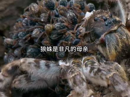 密集恐惧症请上滑屏幕🫰
#tiktok #极度舒适 #自然的野性