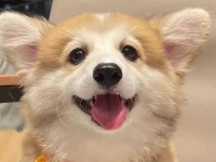 狗狗为什么在草坪上打滚
#狗狗 #打滚 #狗狗打滚