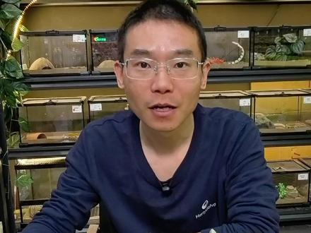 荷兰猪不能吃的五种食物 #老王说异宠 #奇宠谷 #荷兰猪 #新手养荷兰猪 #豚鼠