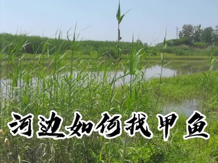 小河边找甲鱼,喜欢的速度收藏🙂🙂#真实户外 #河边随拍 #甲鱼