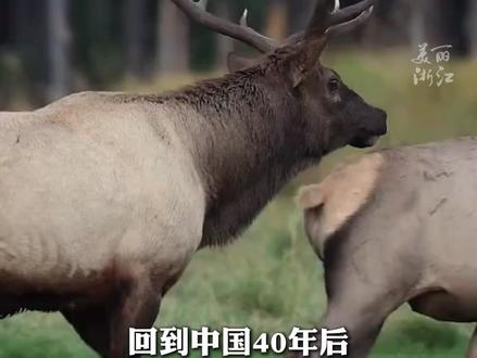 回归中国40年后,#麋鹿在西方改回中国名 “MiLu”,系中国特有物种,被称为“四不像”