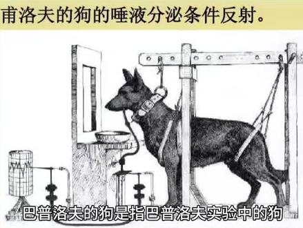 巴普洛夫的狗是指巴普洛夫实验中的狗,该实验是用来研究条件反射的经典实验之一。
在实验中,巴普洛夫给狗喂食时,会发出铃声刺激狗的耳朵。一段时间后,狗在听到铃声时就会分泌唾液,这是因为铃声已经成为了狗分泌唾液的条件刺激。通过反复的实验和训练,巴普洛夫发现,狗可以在没有食物的情况下,仅仅因为听到铃声就会分泌唾液。
这个实验表明,在某些情况下,某些刺激和反应之间可以建立起一种条件关系,这种关系可以在没有直接联系的情况下发生。这种条件反射是一种后天习得的反应,与天生的本能反应不同。
巴普洛夫的狗是用来研究动物行为和条件反射的经典实验之一,其结果不仅对心理学和生理学有重要影响,也对行为训练和动物训练等方面有一定的应用价值。
#巴普洛夫的狗 #营销思维 #经营管理 #企业战略 #企业服务