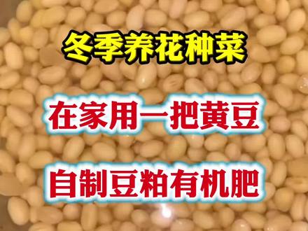 自制豆粕有机肥#养花小知识 #分享家庭养花知识