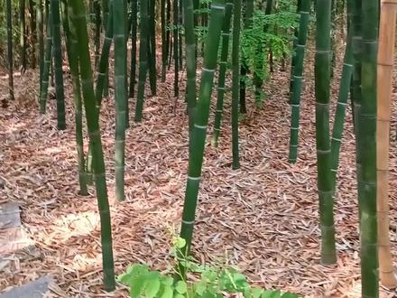 第一次学做洞箫,很多不足,慢慢摸索中。
#手工diy #箫制作