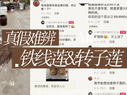 铁线莲or转子莲,傻傻分不清楚,看完这条视频你也能断真假!#铁线莲