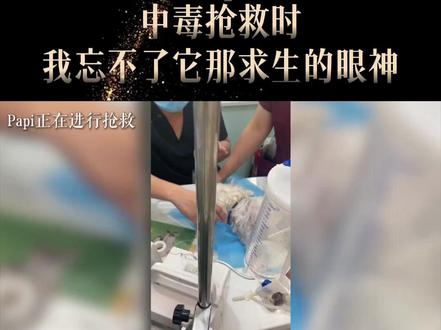 西高地Papi妈妈:中毒抢救时,我忘不了它那求生的眼神 #西高地papi #狗狗 #保护动物 #是宠物更是家人 #宠物