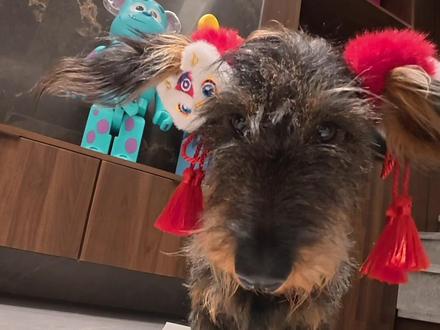 刚毛腊肠吃放纵餐(古风小生版)
今天终于不吃家常菜了 外卖万岁!
#万物可爱计划 #创作者中心 #创作灵感 #腊肠犬 #养宠物哪有不疯的